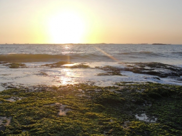 Os musgos em contraste com o Sol e mar