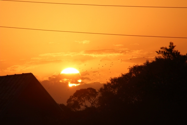 Pássaros no pôr-de-sol de Campo Magro