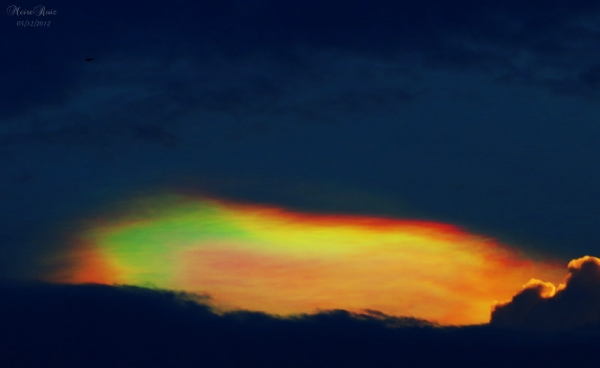 Pileus iridescente-Arco-Íris de fogo